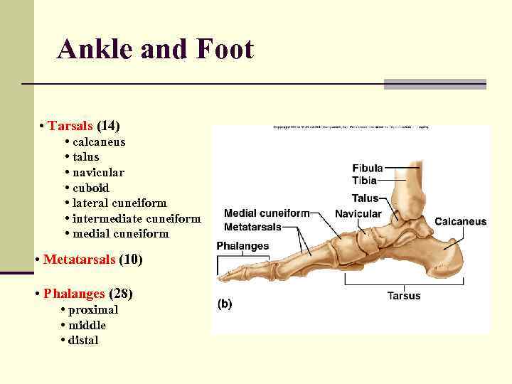 Ankle and Foot • Tarsals (14) • calcaneus • talus • navicular • cuboid