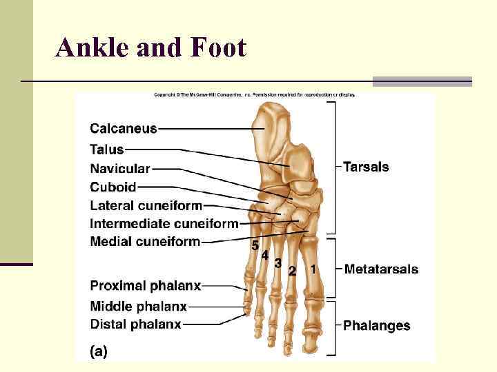 Ankle and Foot 