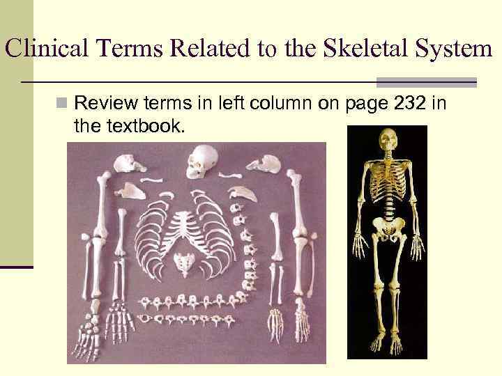 Clinical Terms Related to the Skeletal System n Review terms in left column on