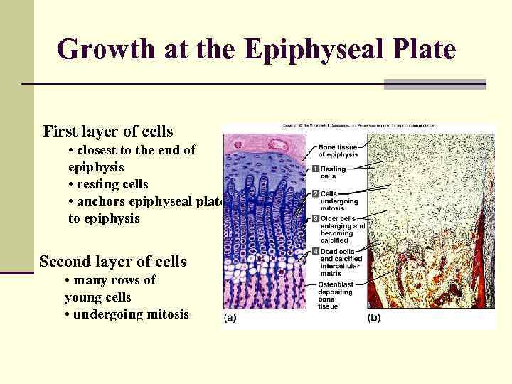 Growth at the Epiphyseal Plate First layer of cells • closest to the end