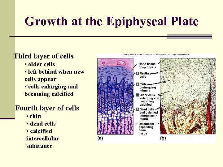 Growth at the Epiphyseal Plate Third layer of cells • older cells • left