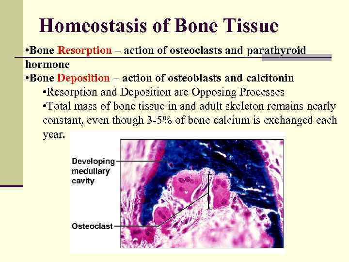 Homeostasis of Bone Tissue • Bone Resorption – action of osteoclasts and parathyroid hormone