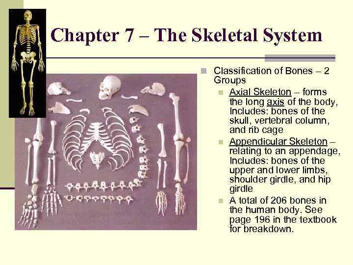 Chapter 7 – The Skeletal System n Classification of Bones – 2 Groups n