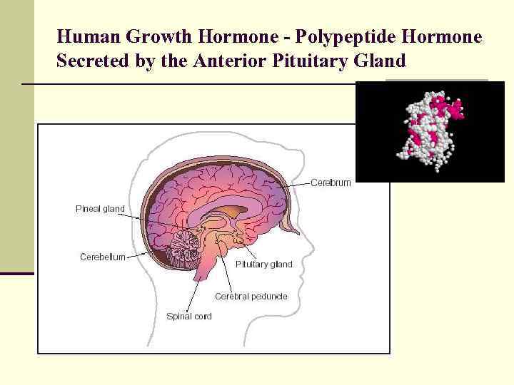 Human Growth Hormone - Polypeptide Hormone Secreted by the Anterior Pituitary Gland 