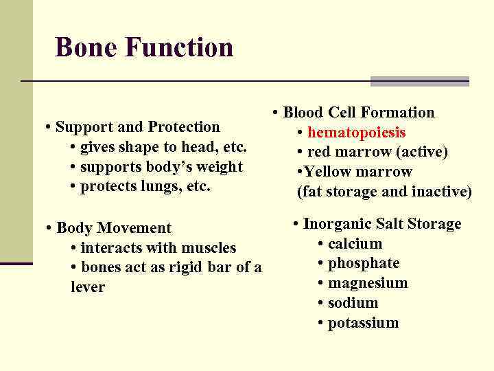 Bone Function • Support and Protection • gives shape to head, etc. • supports