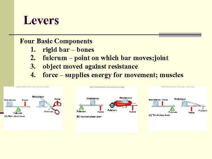 Levers Four Basic Components 1. rigid bar – bones 2. fulcrum – point on