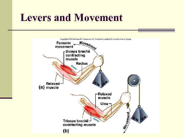 Levers and Movement 