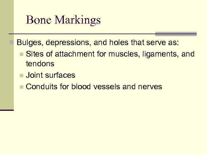 Bone Markings n Bulges, depressions, and holes that serve as: Sites of attachment for