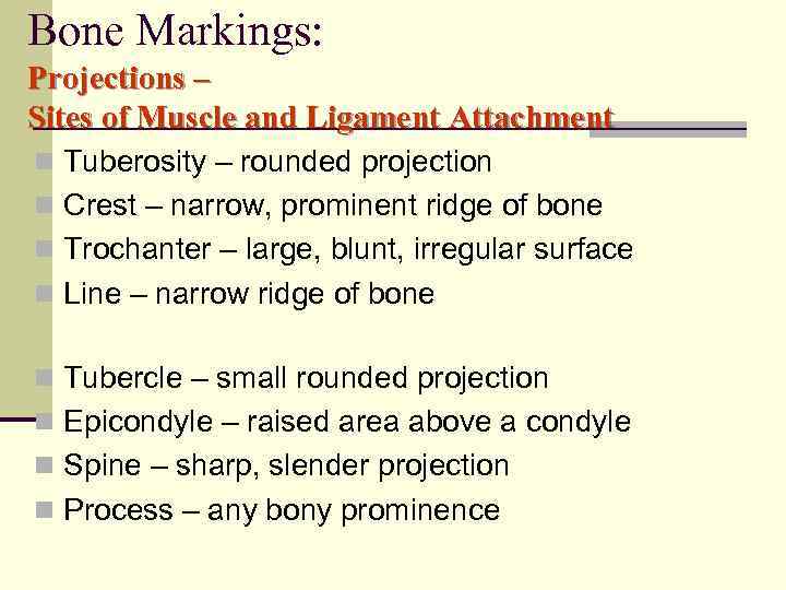 Bone Markings: Projections – Sites of Muscle and Ligament Attachment n Tuberosity – rounded