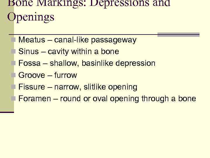 Bone Markings: Depressions and Openings n Meatus – canal-like passageway n Sinus – cavity