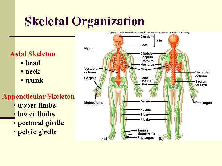 Skeletal Organization Axial Skeleton • head • neck • trunk Appendicular Skeleton • upper