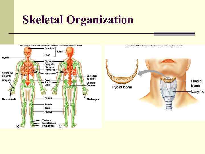 Skeletal Organization 