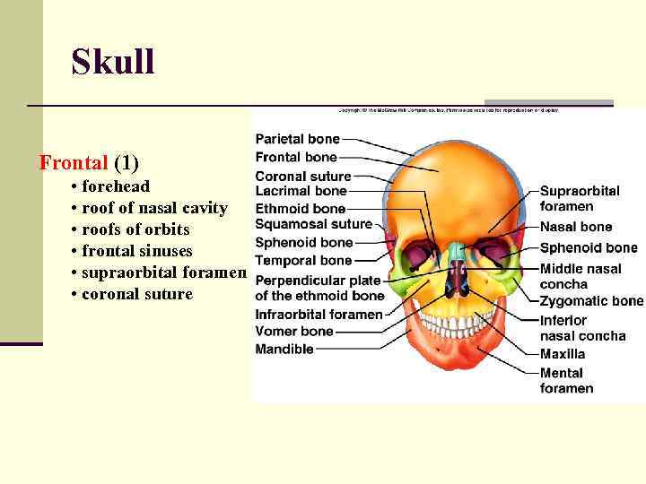 Skull Frontal (1) • forehead • roof of nasal cavity • roofs of orbits