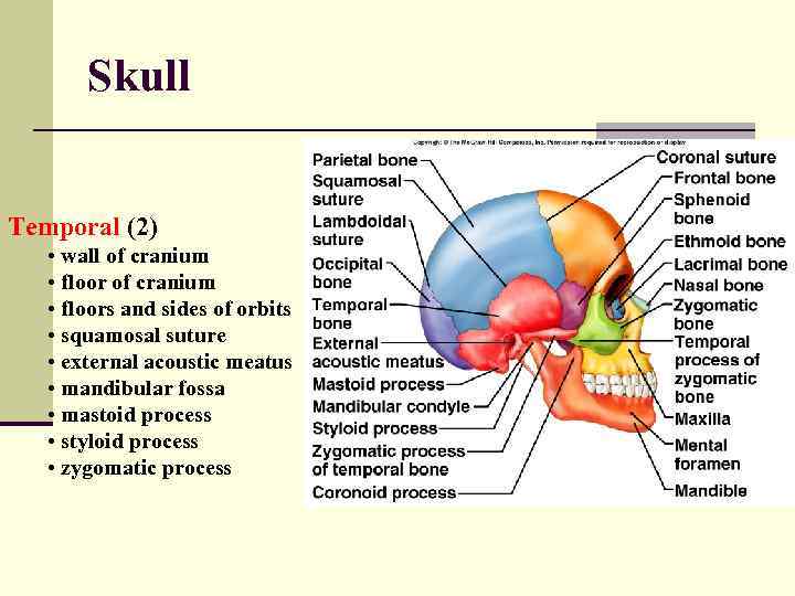 Skull Temporal (2) • wall of cranium • floors and sides of orbits •