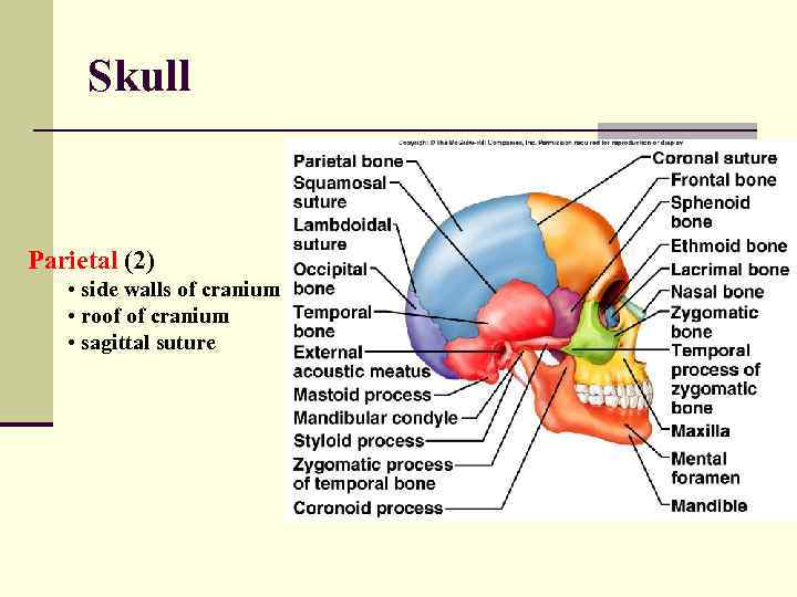 Skull Parietal (2) • side walls of cranium • roof of cranium • sagittal