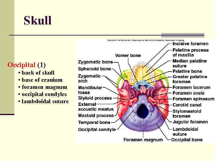 Skull Occipital (1) • back of skull • base of cranium • foramen magnum