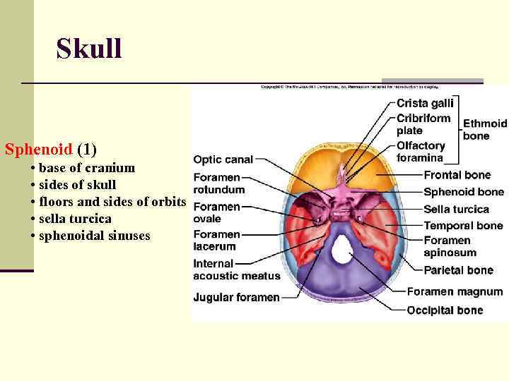 Skull Sphenoid (1) • base of cranium • sides of skull • floors and