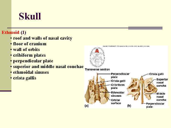 Skull Ethmoid (1) • roof and walls of nasal cavity • floor of cranium