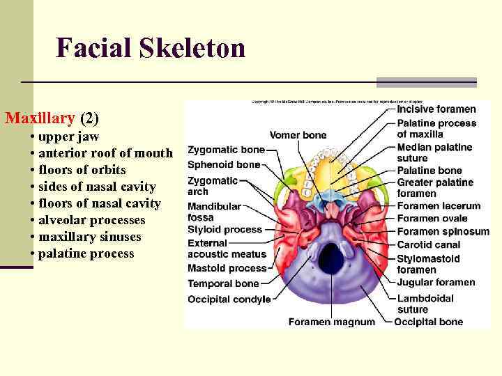 Facial Skeleton Maxillary (2) • upper jaw • anterior roof of mouth • floors