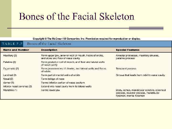 Bones of the Facial Skeleton 