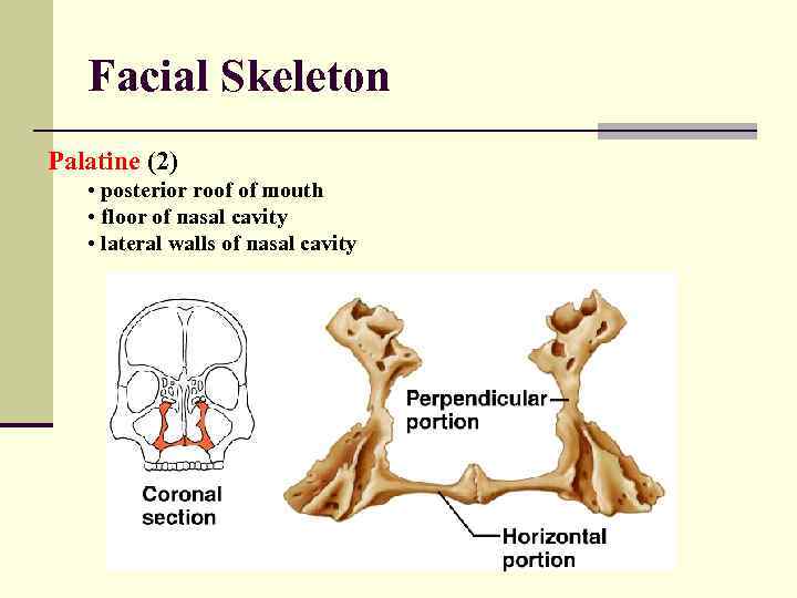 Facial Skeleton Palatine (2) • posterior roof of mouth • floor of nasal cavity