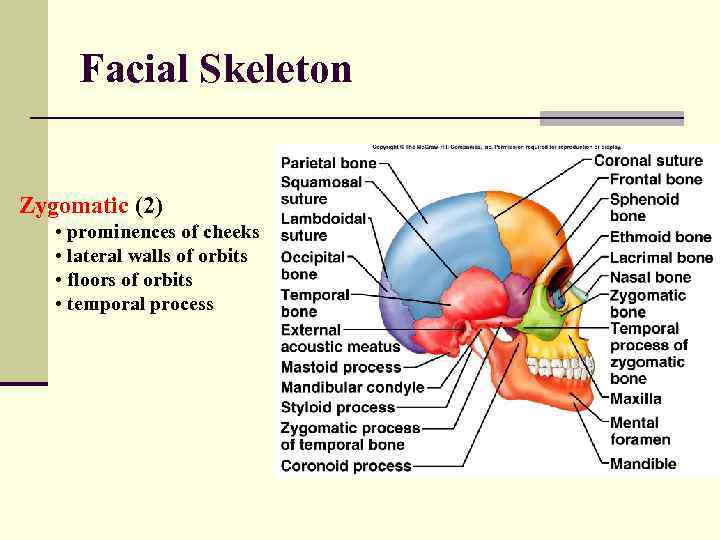 Facial Skeleton Zygomatic (2) • prominences of cheeks • lateral walls of orbits •