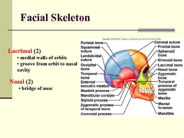 Facial Skeleton Lacrimal (2) • medial walls of orbits • groove from orbit to