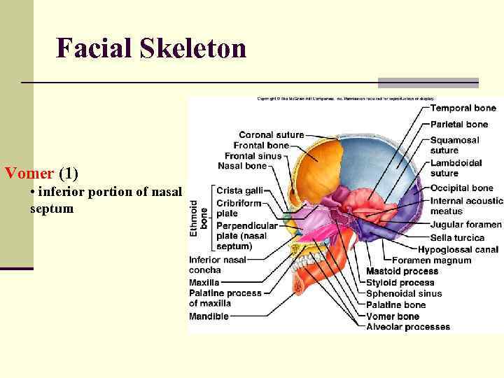 Facial Skeleton Vomer (1) • inferior portion of nasal septum 