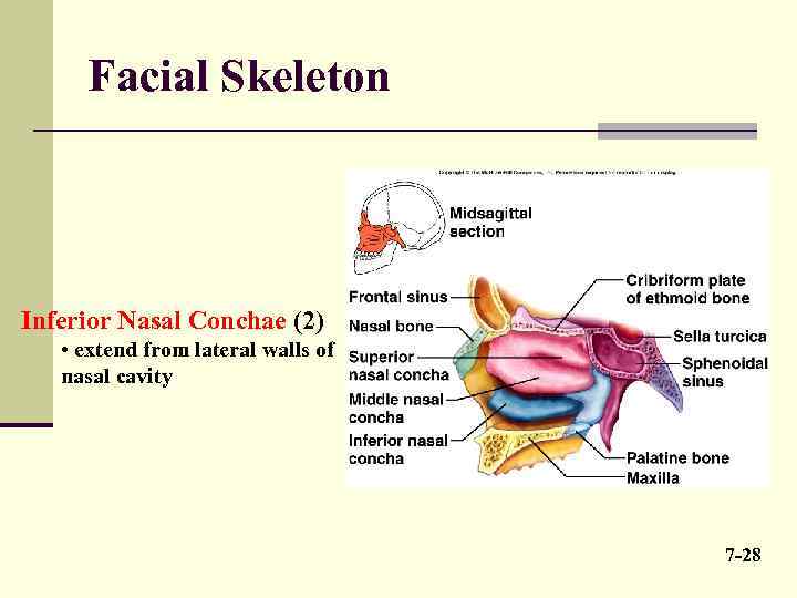 Facial Skeleton Inferior Nasal Conchae (2) • extend from lateral walls of nasal cavity