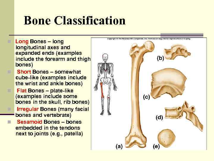 Bone Classification n Long Bones – long n n longitudinal axes and expanded ends