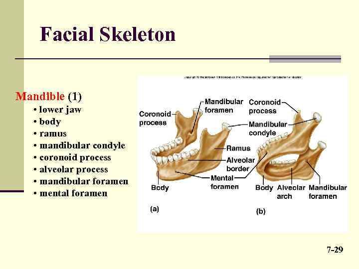 Facial Skeleton Mandible (1) • lower jaw • body • ramus • mandibular condyle