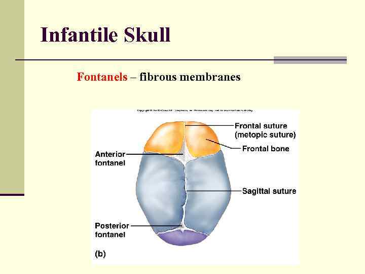 Infantile Skull Fontanels – fibrous membranes 