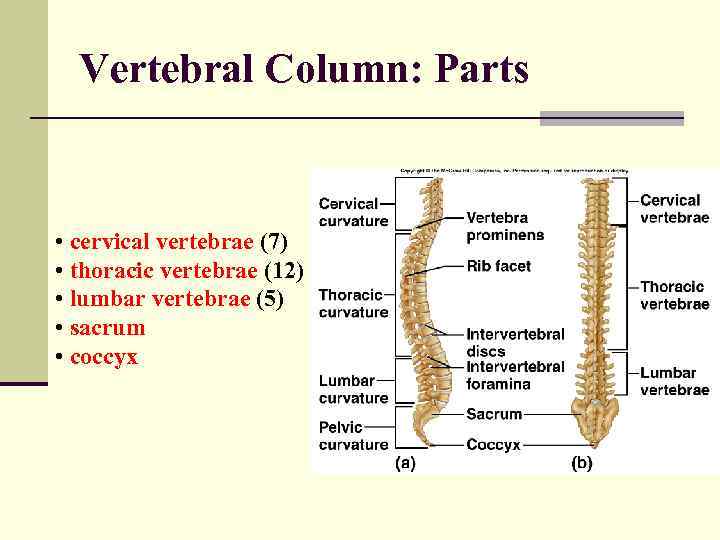 Vertebral Column: Parts • cervical vertebrae (7) • thoracic vertebrae (12) • lumbar vertebrae