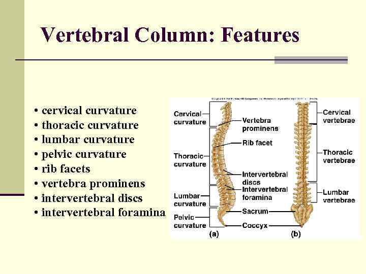 Vertebral Column: Features • cervical curvature • thoracic curvature • lumbar curvature • pelvic