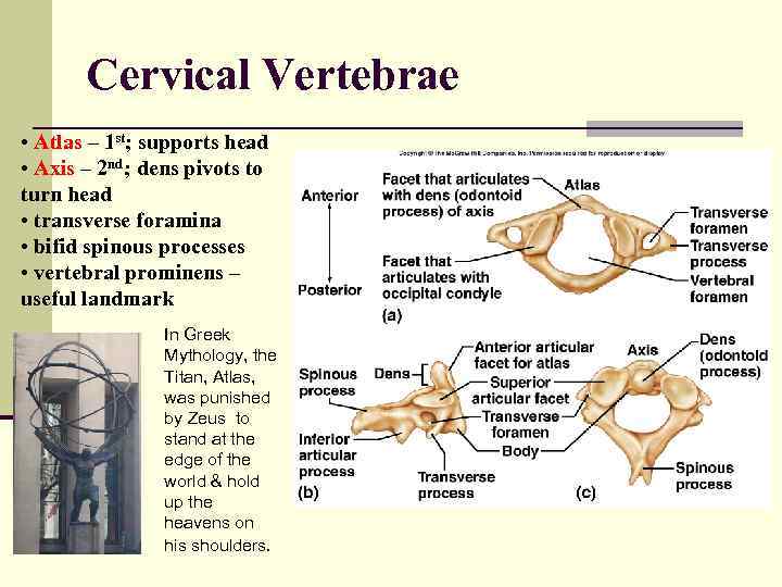 Cervical Vertebrae • Atlas – 1 st; supports head • Axis – 2 nd;