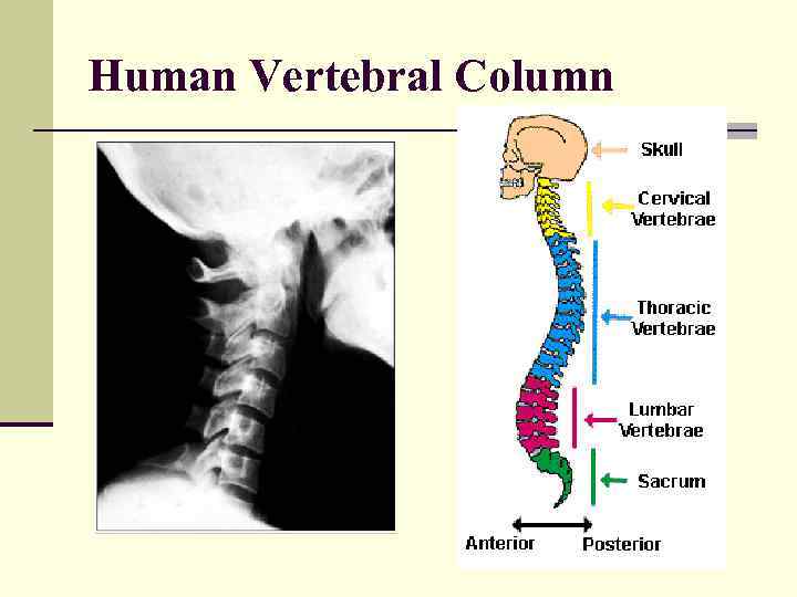 Human Vertebral Column 