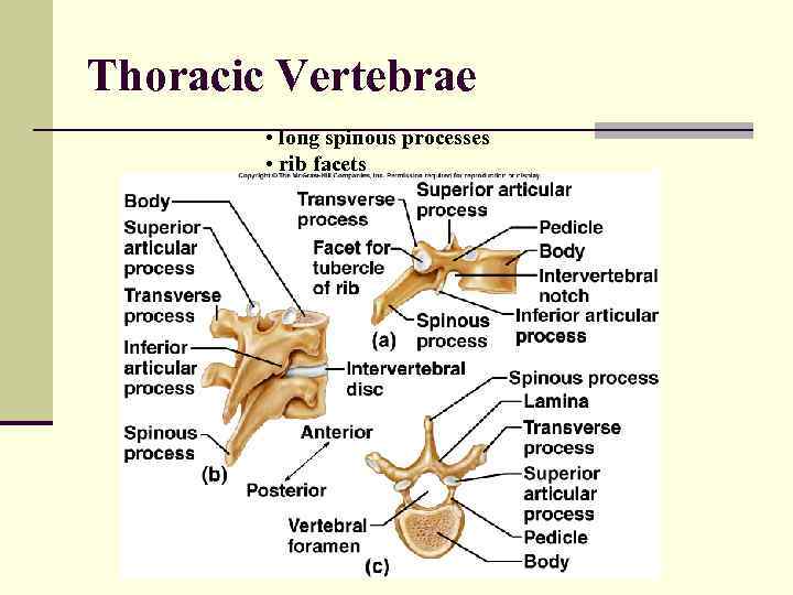 Thoracic Vertebrae • long spinous processes • rib facets 