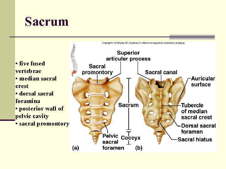 Sacrum • five fused vertebrae • median sacral crest • dorsal sacral foramina •