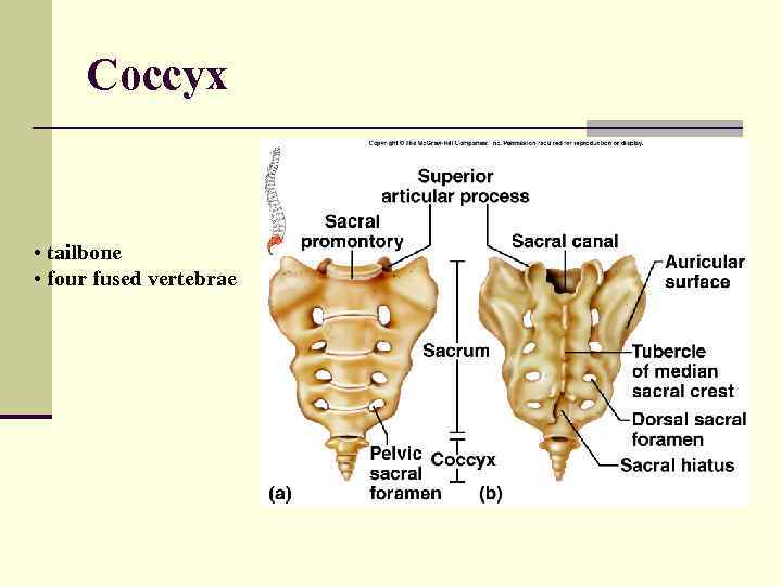 Coccyx • tailbone • four fused vertebrae 