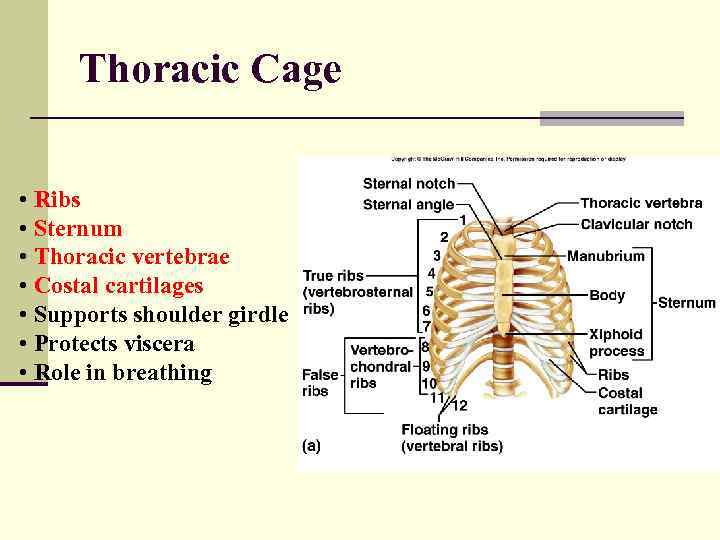 Thoracic Cage • Ribs • Sternum • Thoracic vertebrae • Costal cartilages • Supports