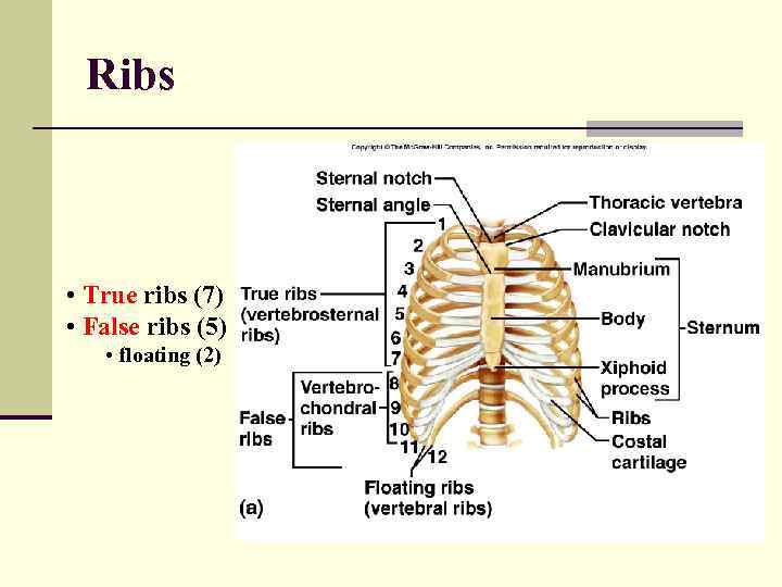 Ribs • True ribs (7) • False ribs (5) • floating (2) 