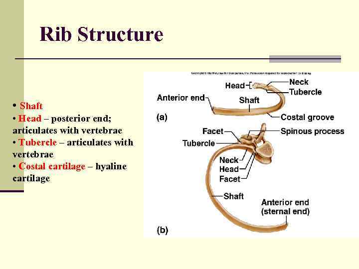 Rib Structure • Shaft • Head – posterior end; articulates with vertebrae • Tubercle