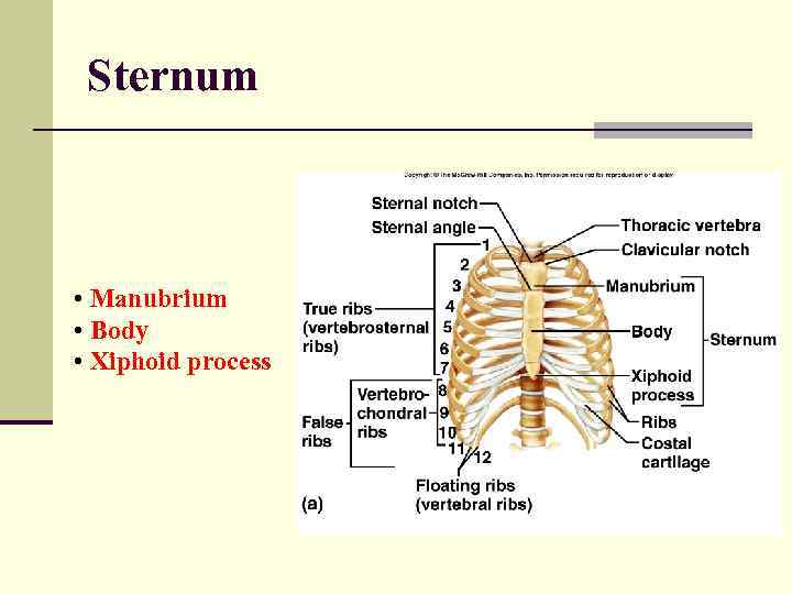 Sternum • Manubrium • Body • Xiphoid process 