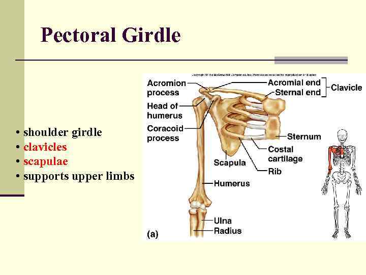 Pectoral Girdle • shoulder girdle • clavicles • scapulae • supports upper limbs 