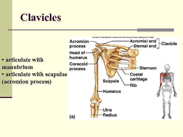 Clavicles • articulate with manubrium • articulate with scapulae (acromion process) 