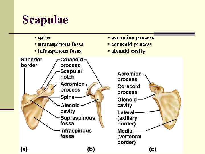 Scapulae • spine • supraspinous fossa • infraspinous fossa • acromion process • coracoid