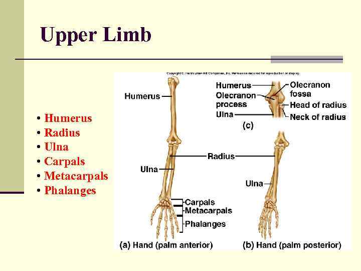 Upper Limb • Humerus • Radius • Ulna • Carpals • Metacarpals • Phalanges