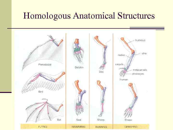 Homologous Anatomical Structures 