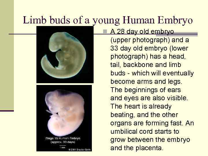 Limb buds of a young Human Embryo n A 28 day old embryo (upper