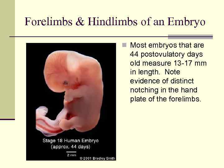 Forelimbs & Hindlimbs of an Embryo n Most embryos that are 44 postovulatory days